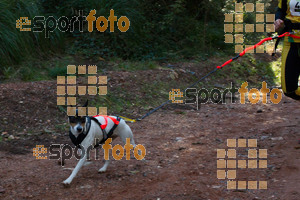 Esportfoto Fotos de II Mitja Marato de Muntanya i Canicross Eramprunyà 1391364549_BX0C0375.jpg Foto: RawSport