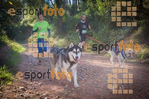 Esportfoto Fotos de 90 Canicross i Cursa Eramprunyà 2015 1424642796_0330.jpg Foto: RawSport