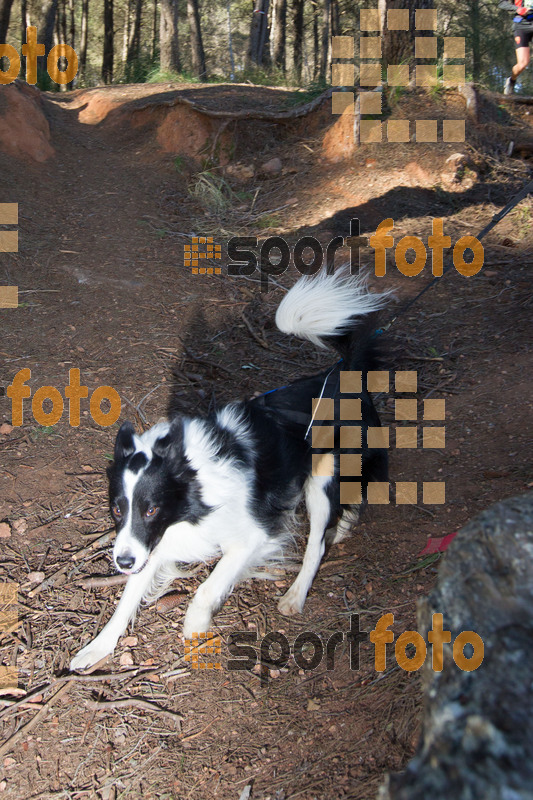 esportFOTO - 90 Canicross i Cursa Eramprunyà 2015 [1424643122_0496.jpg]